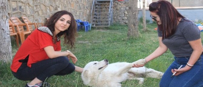 Hakkarili sanatçıların köpek sevgisi