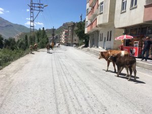 Hakkari’de Başıboş Gezen İnek Sorunu