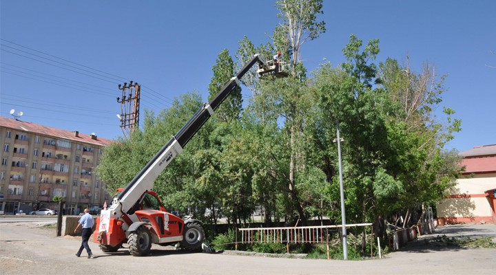 Yüksekova'da polenli ağaçların kesimi