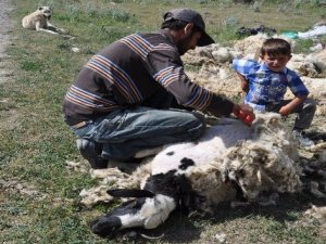Kars’ta koyunlar kırkılmaya başladı