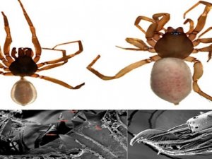 Kıbrıs'a özgü yeni bir örümcek türü keşfedildi