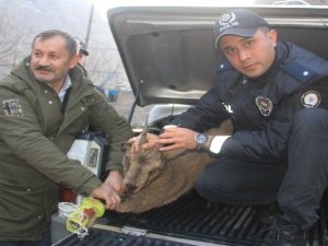 Yarıl dağı keçisine ilk müdahaleyi polisler yaptı