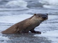 Zap’ta Su Samuru Sürprizi